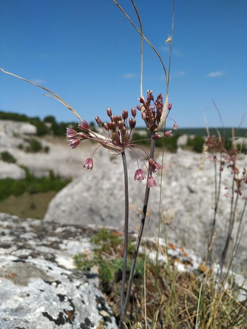 Mediterranean Onion photo 2