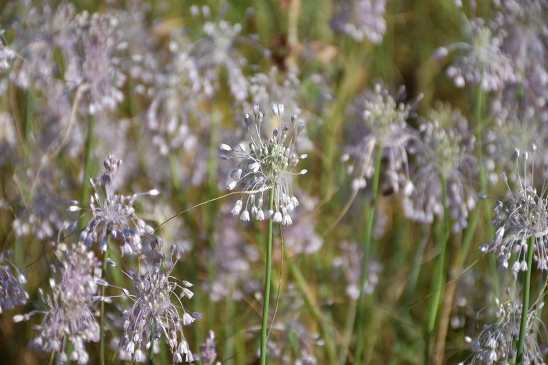 Mediterranean Onion photo 3