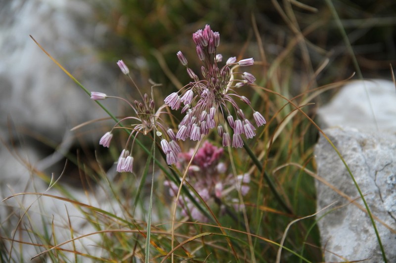 Mediterranean Onion photo 5