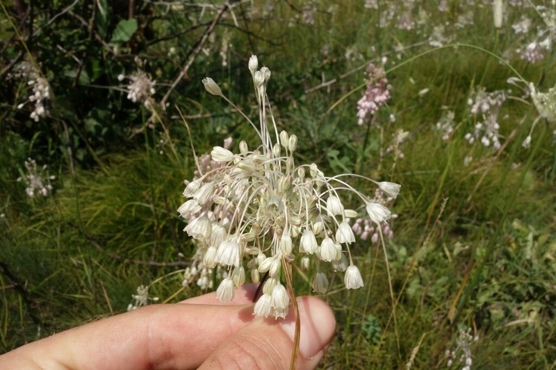 Mediterranean Onion photo 6