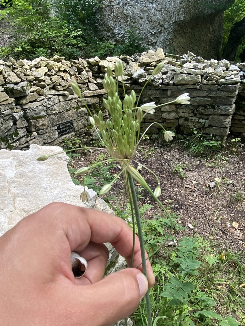Mediterranean Onion photo 7