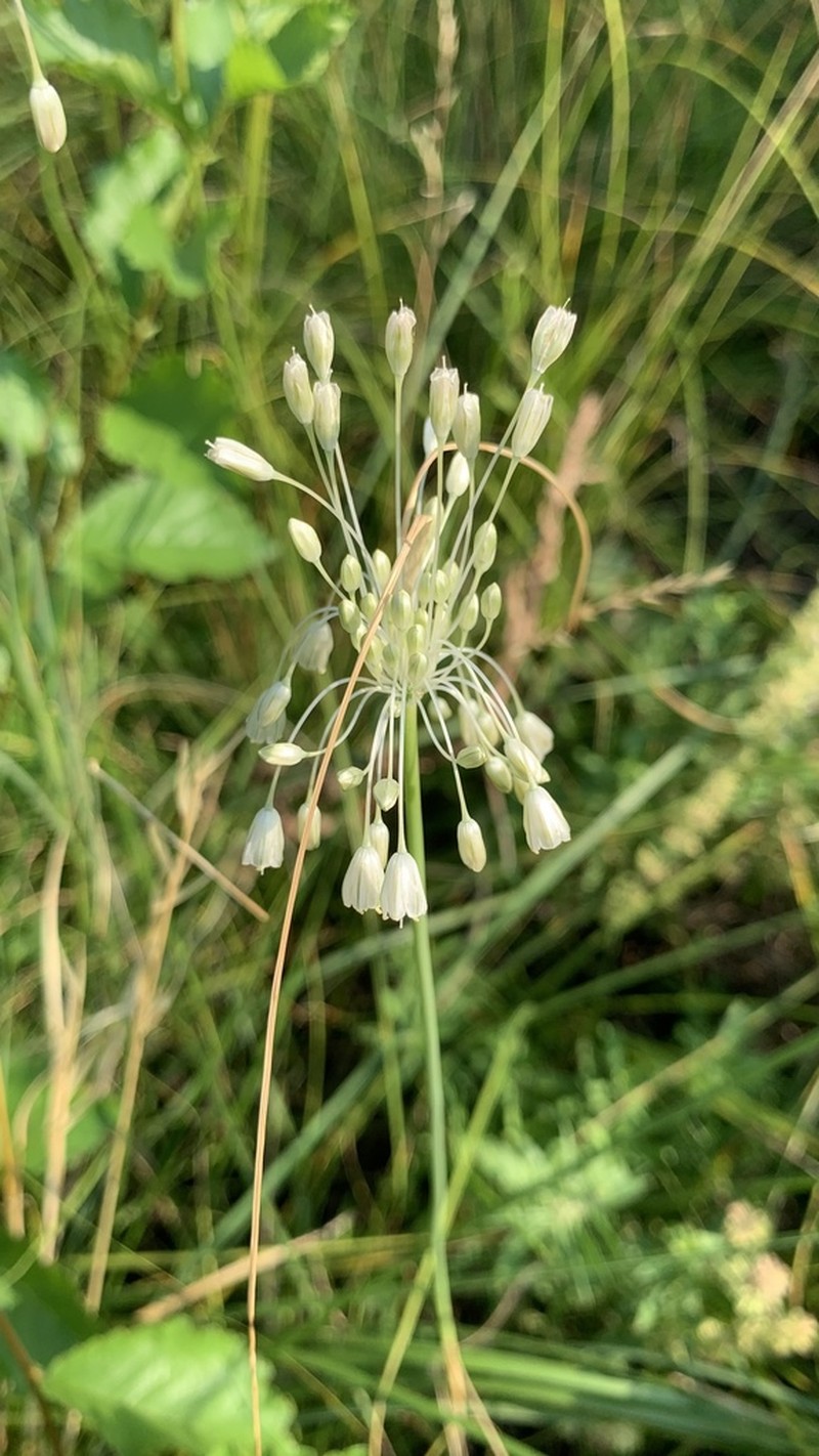 Mediterranean Onion photo 8