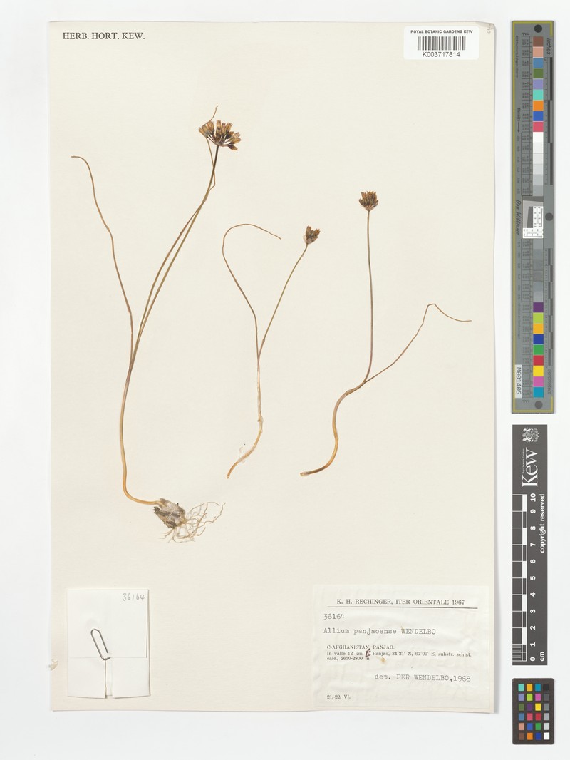 Allium panjaoense