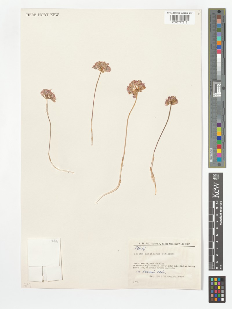Allium panjaoense photo 2