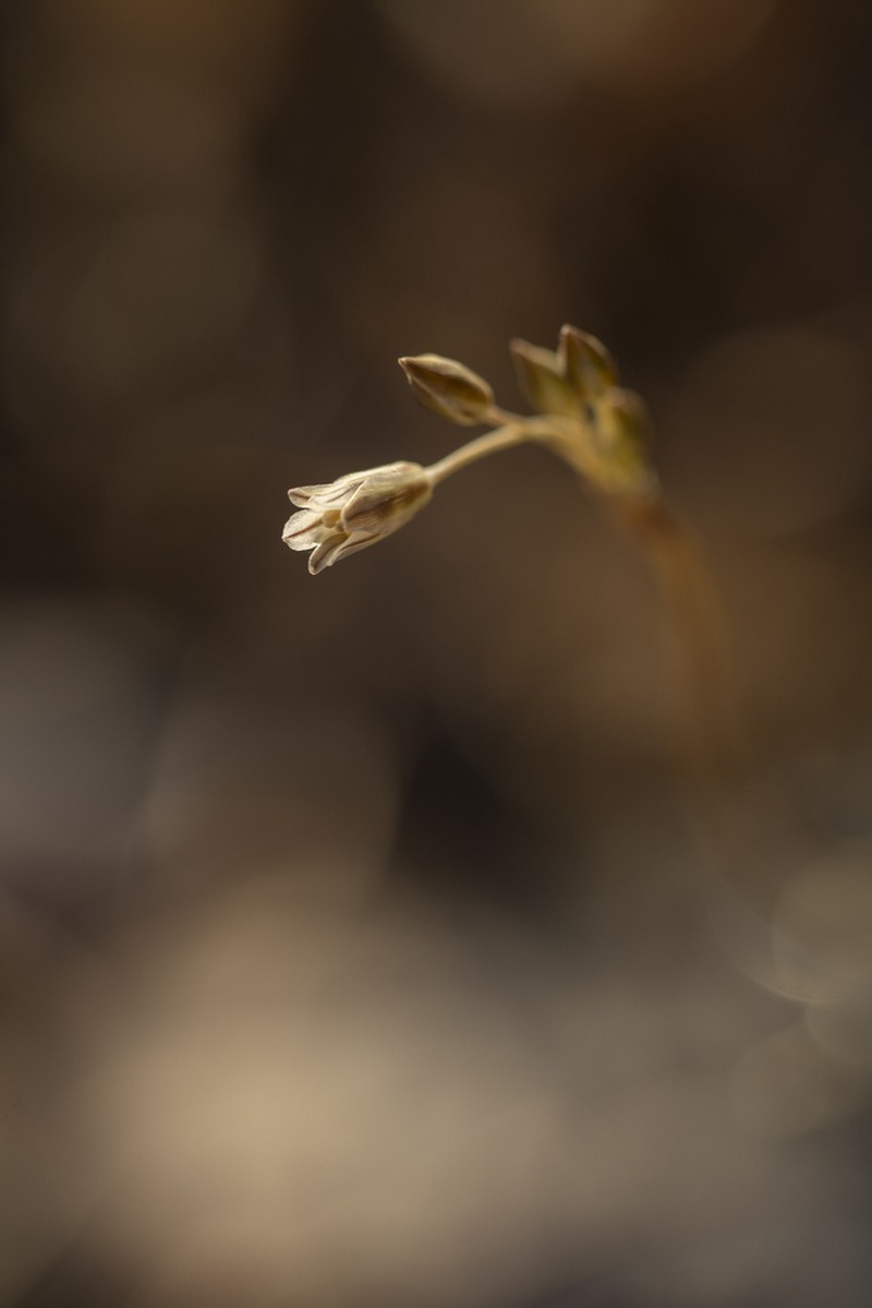 Allium panormitanum