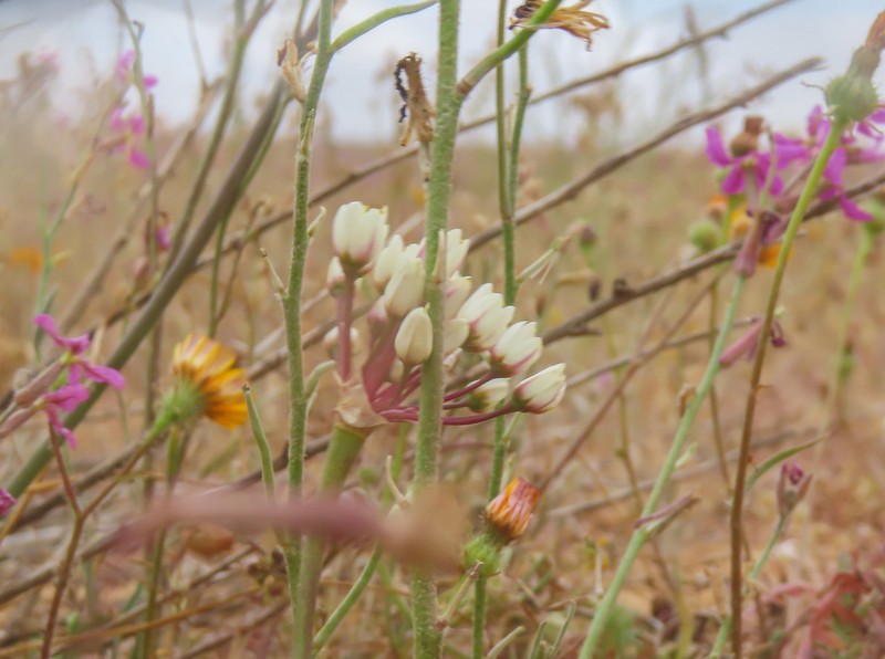 Allium papillare