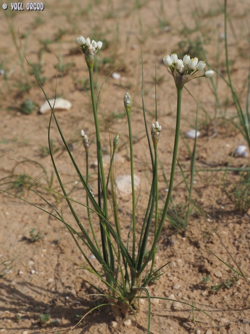 Allium papillare photo 2