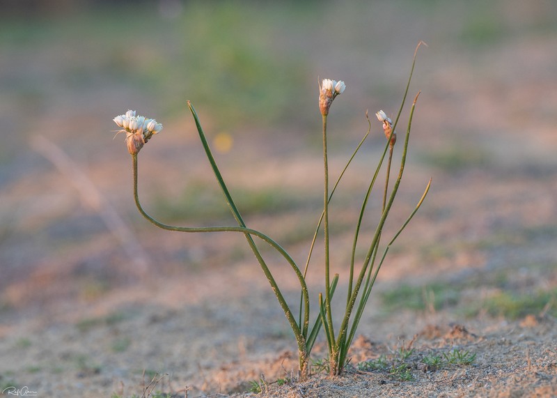 Allium papillare photo 4