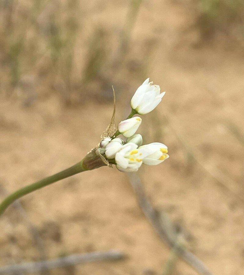 Allium papillare photo 5