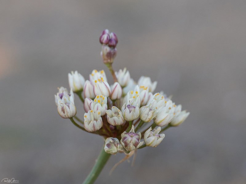 Allium papillare photo 6