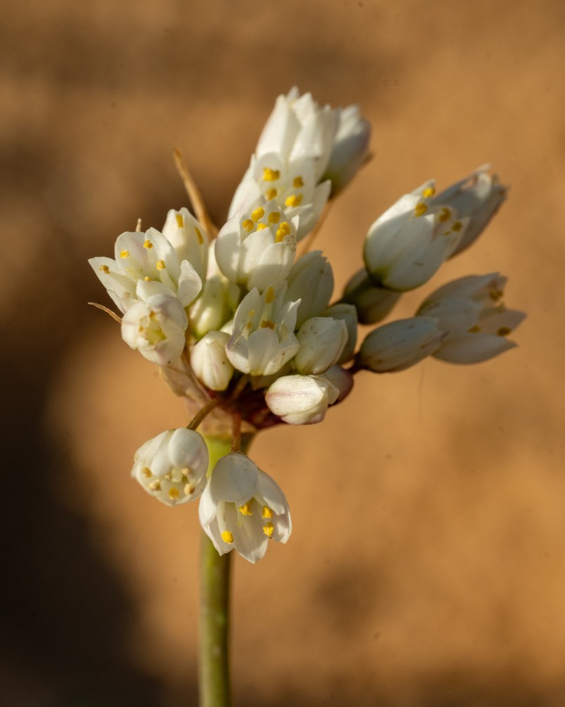 Allium papillare photo 7
