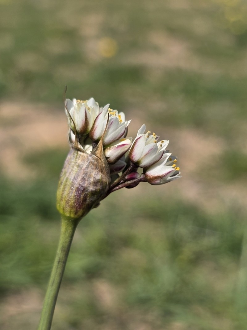 Allium papillare photo 8