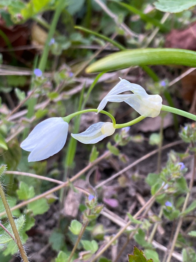 Allium paradoxum photo 2