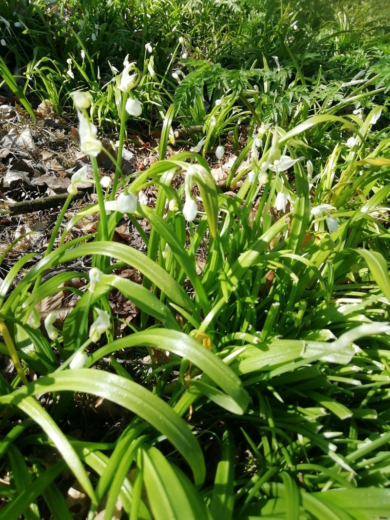 Allium paradoxum photo 3