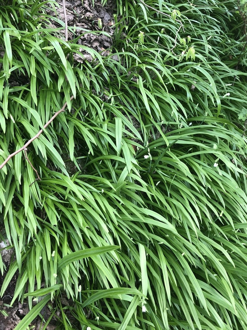 Allium paradoxum photo 4