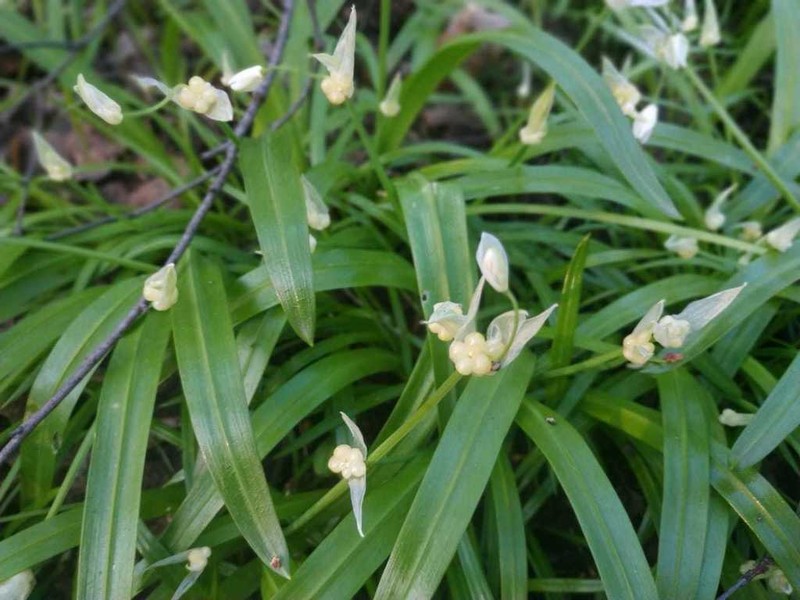 Allium paradoxum photo 5
