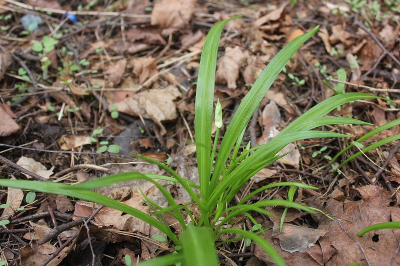 Allium paradoxum photo 6