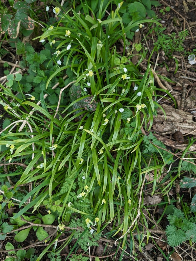 Allium paradoxum photo 8
