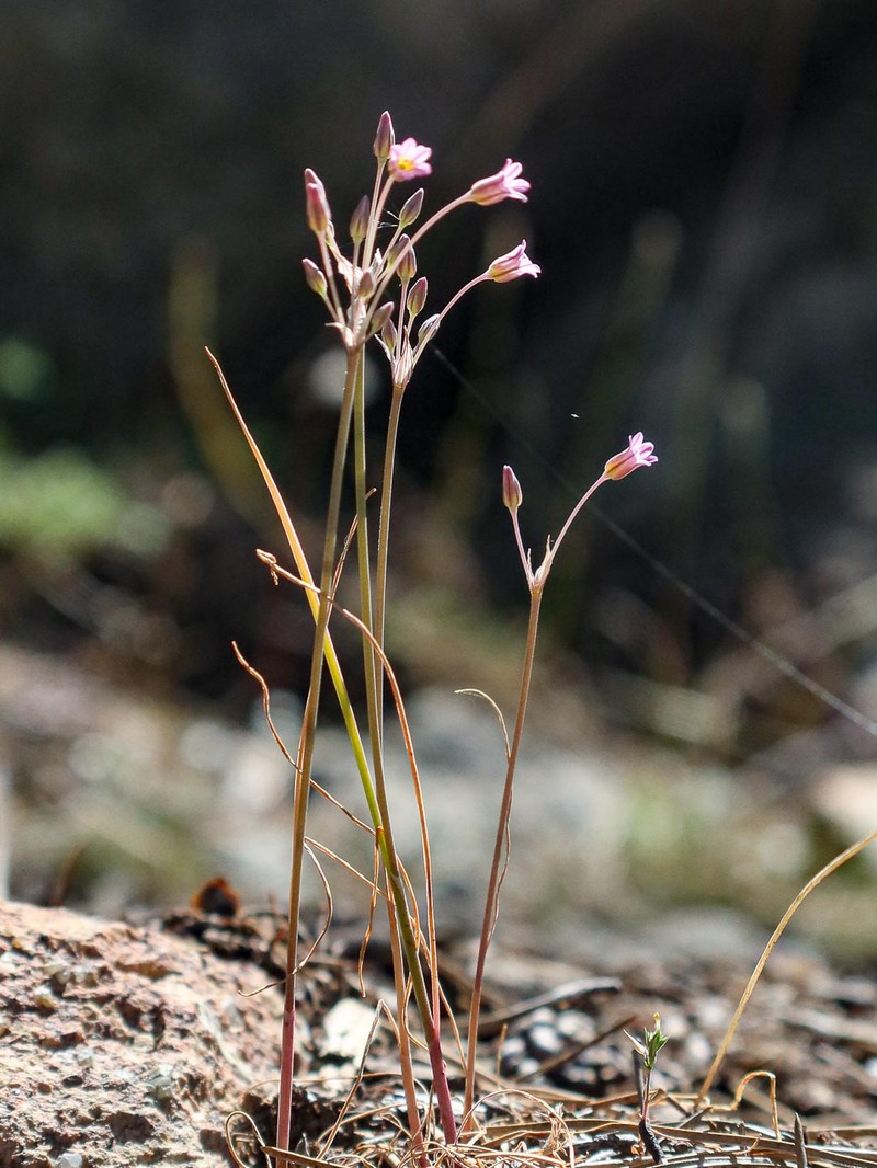 Allium parciflorum