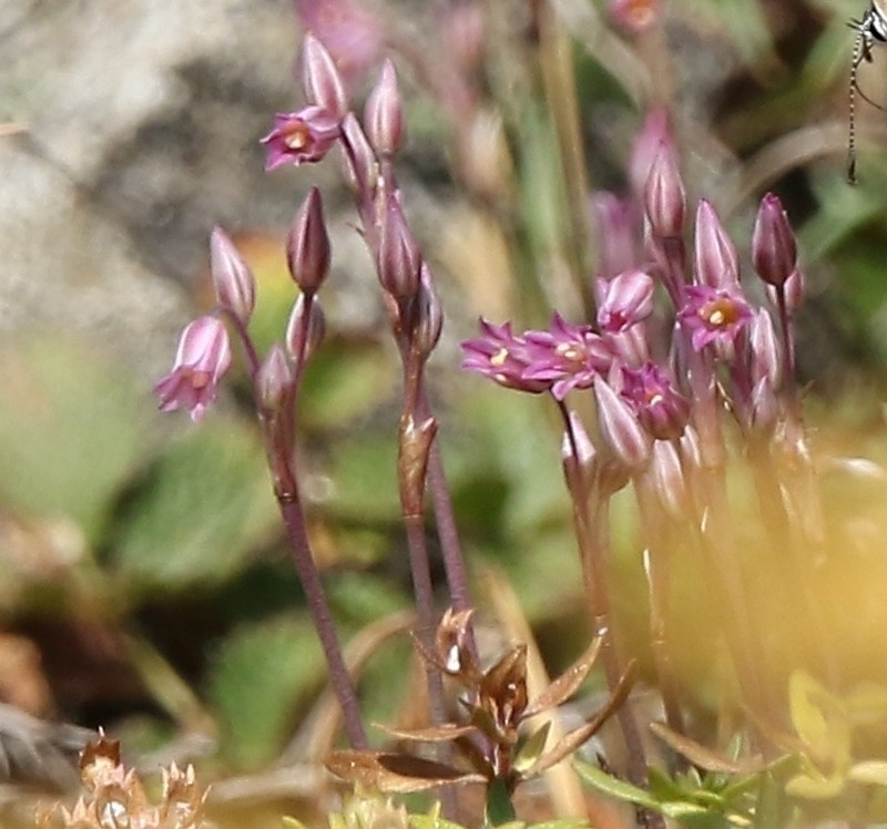 Allium parciflorum photo 2