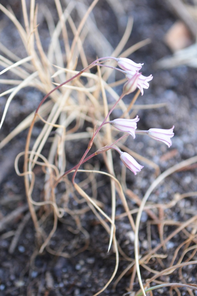 Allium parciflorum photo 3