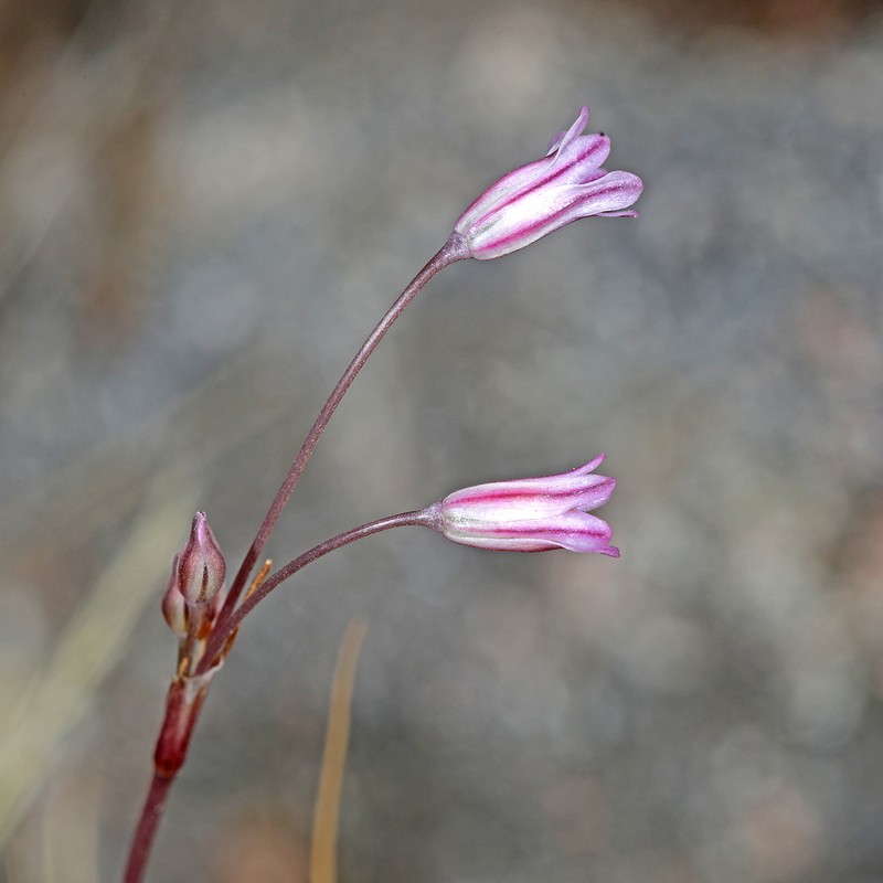 Allium parciflorum photo 4