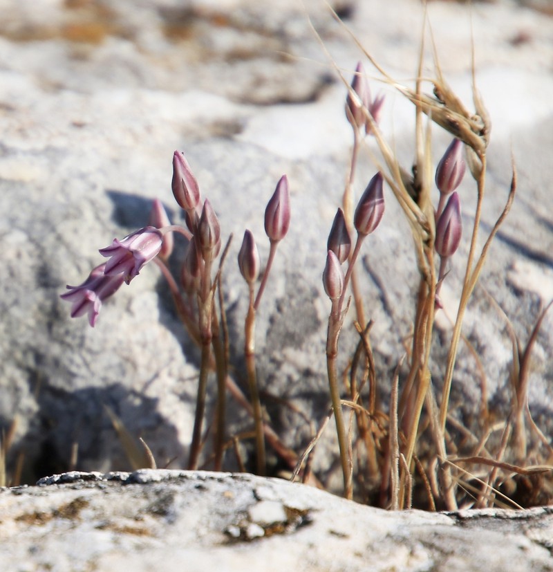Allium parciflorum photo 5