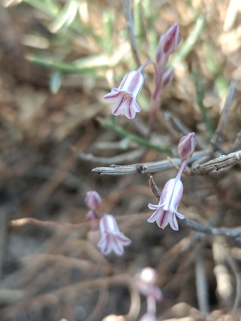 Allium parciflorum photo 6