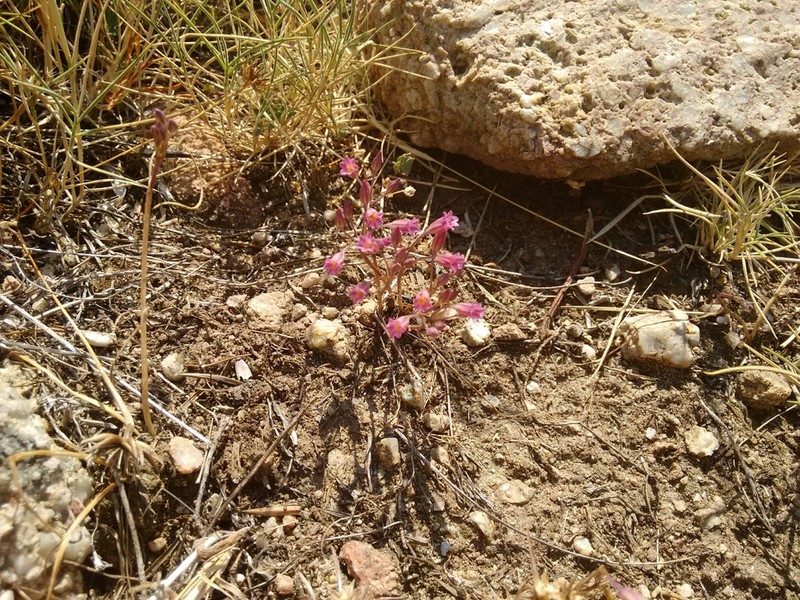 Allium parciflorum photo 7