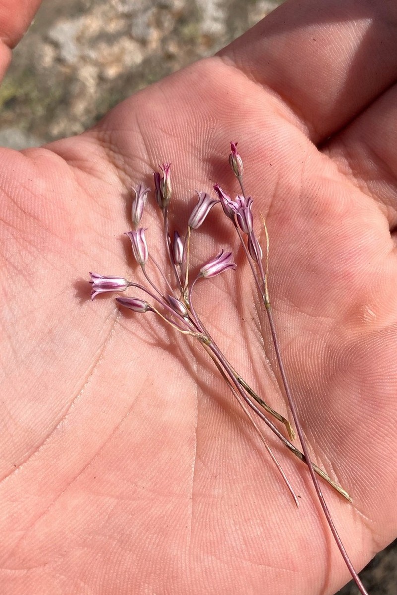 Allium parciflorum photo 8