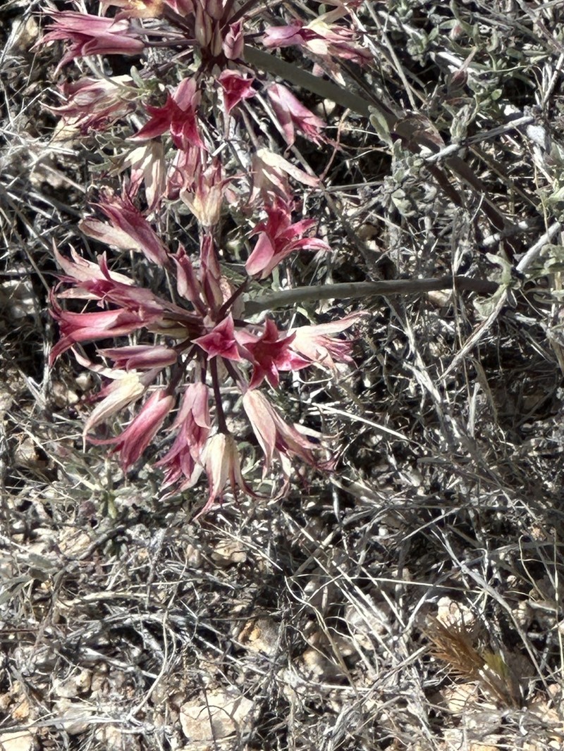 Parish's Onion photo 5