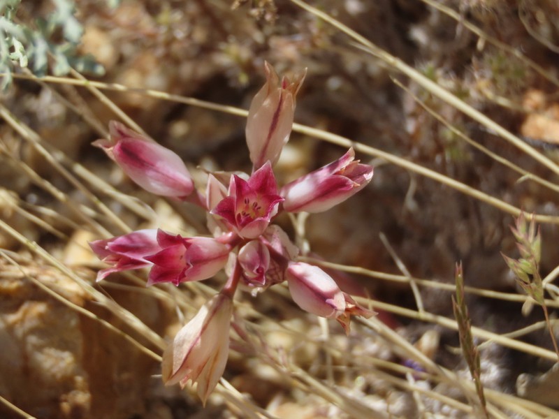 Parish's Onion photo 6