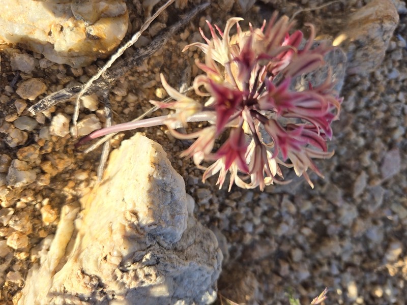 Parish's Onion photo 8