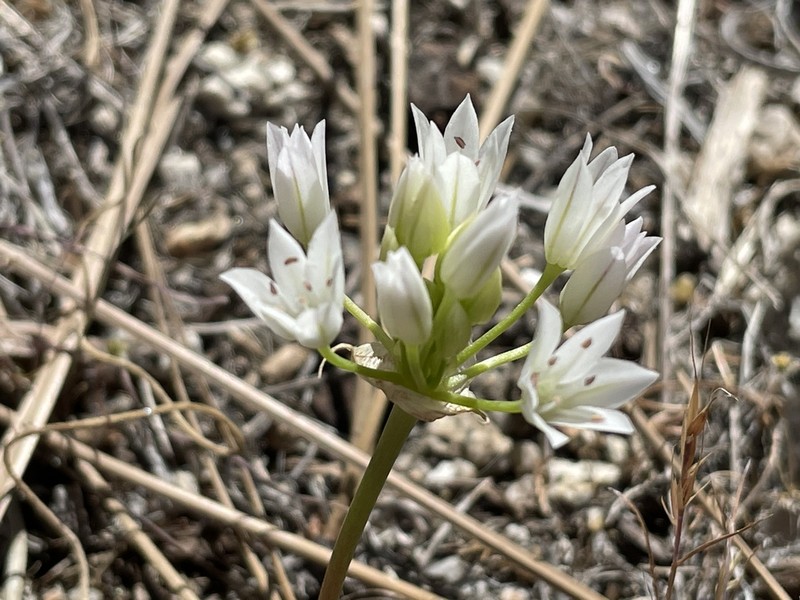 Parry's Fringed Onion photo 6