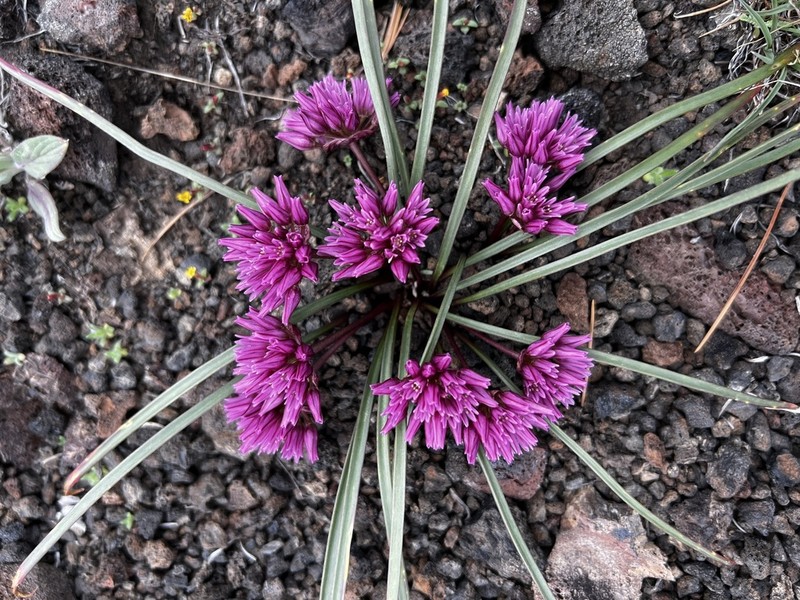 Small Onion photo 3