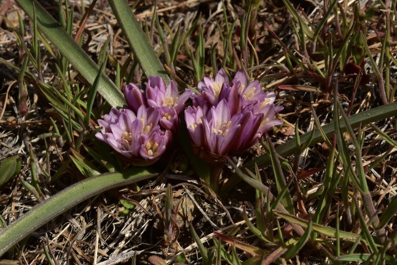 Small Onion photo 4