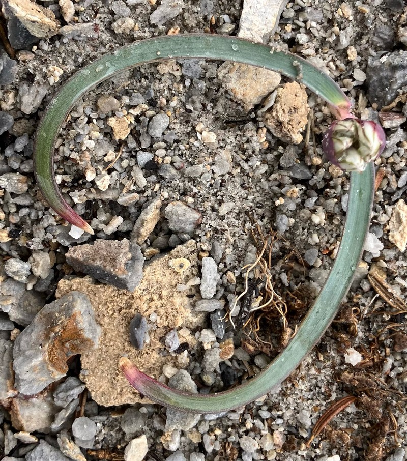 Small Onion photo 6
