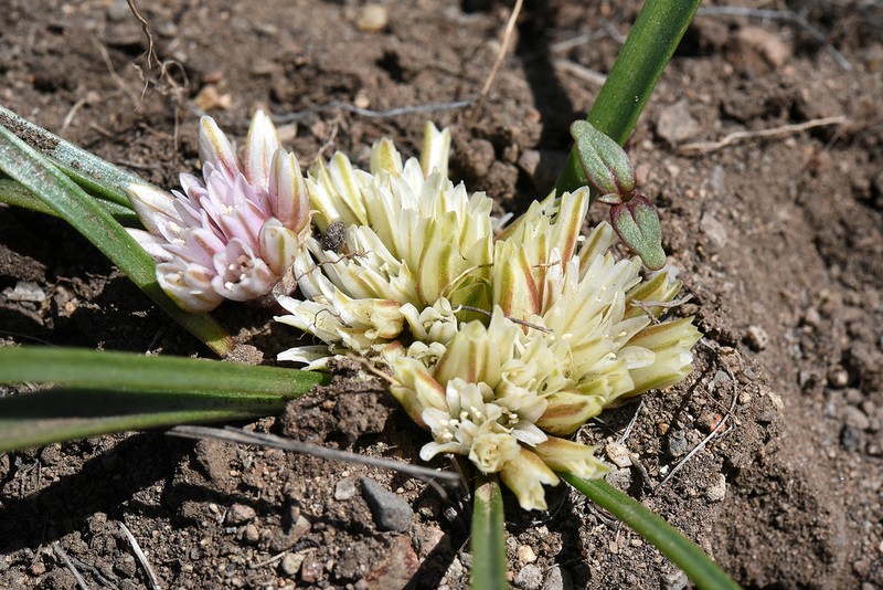 Small Onion photo 7