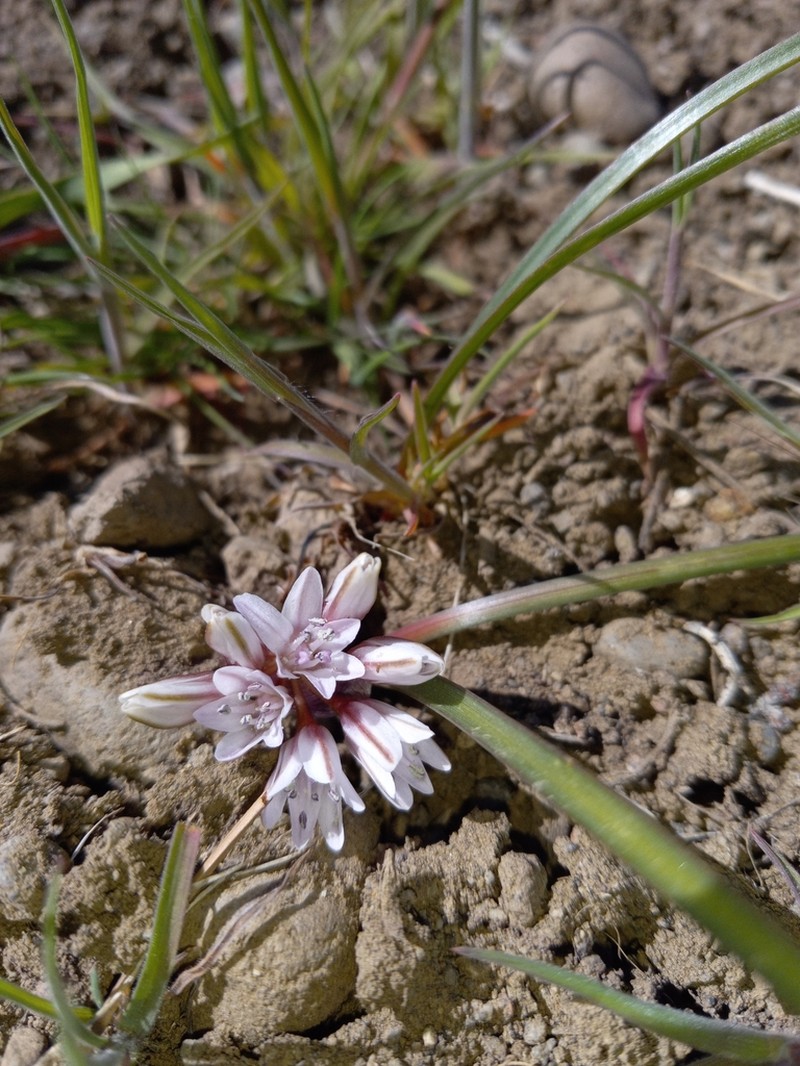 Small Onion photo 8