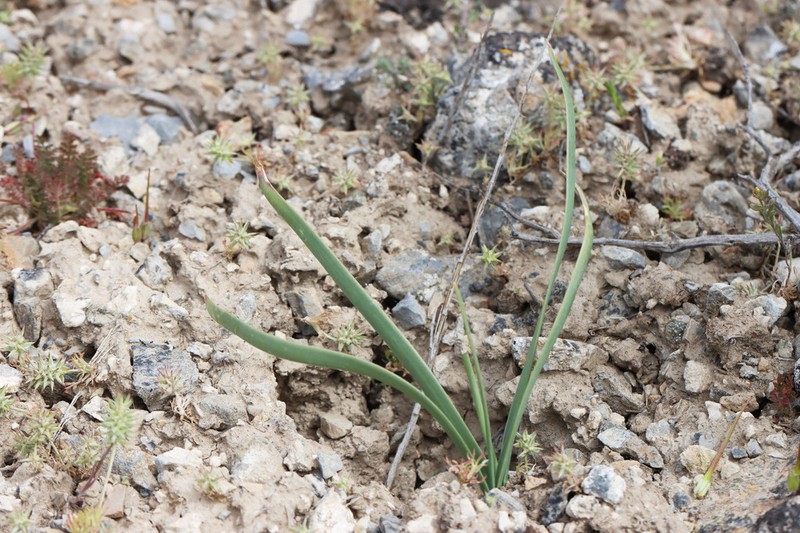 Passey's Onion