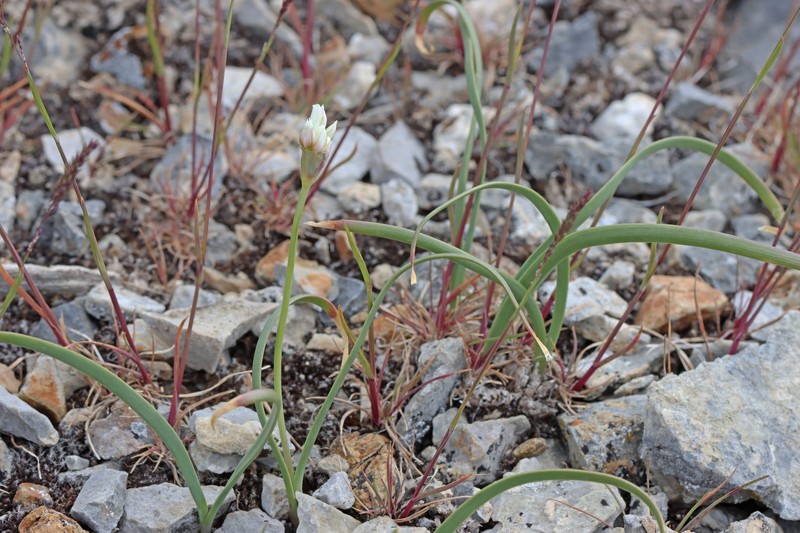 Passey's Onion photo 2