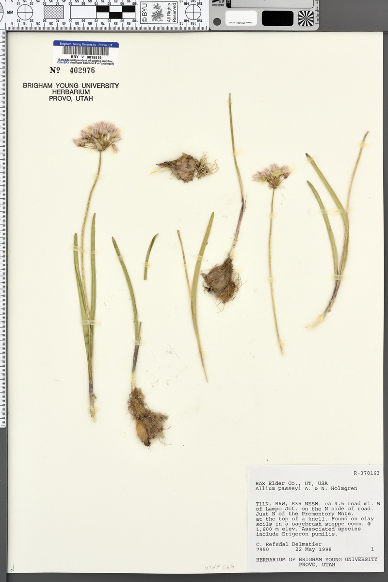 Passey's Onion photo 3