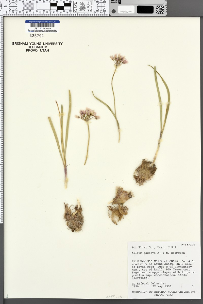 Passey's Onion photo 4