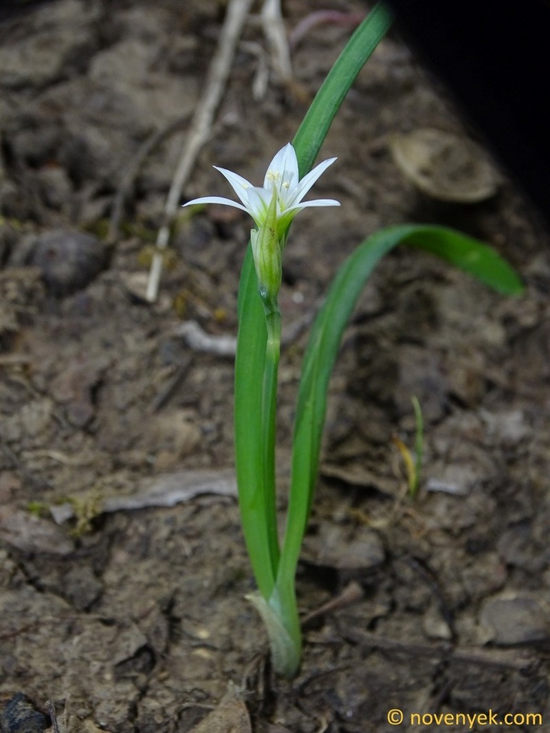Allium pendulinum photo 3