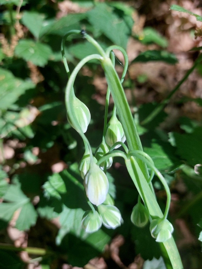 Allium pendulinum photo 4