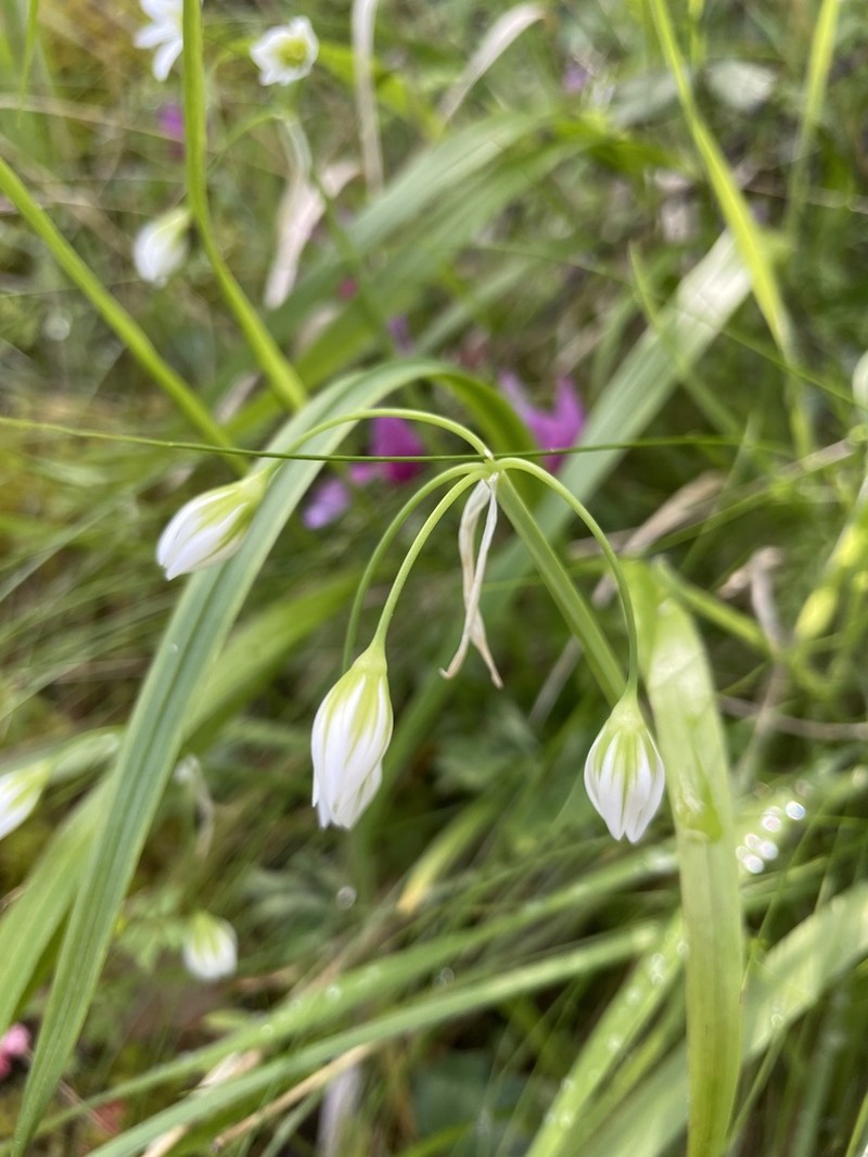 Allium pendulinum photo 5