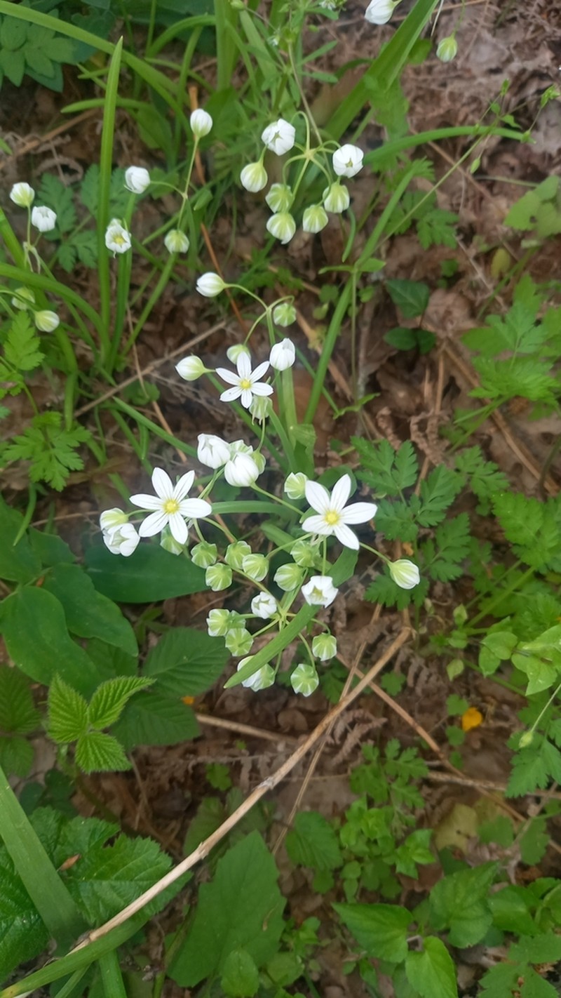 Allium pendulinum photo 6
