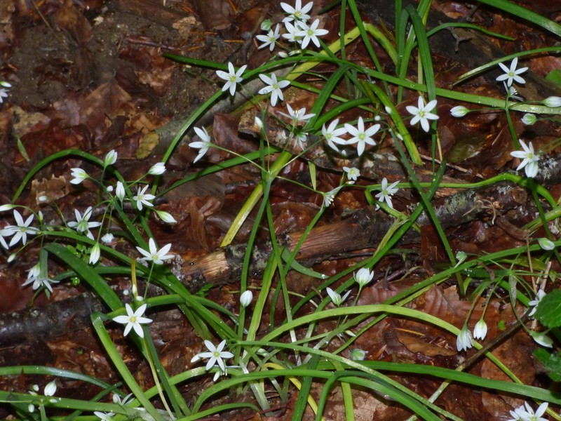 Allium pendulinum photo 7