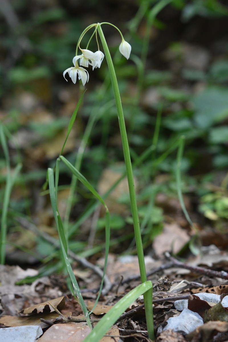 Allium pendulinum photo 8