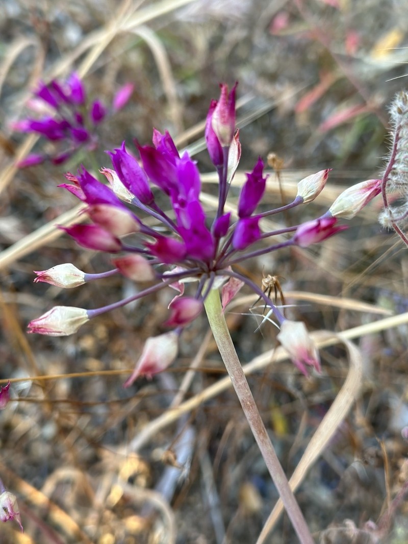 Mexicali Onion photo 2